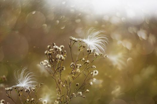 Fall plant with milkweed seeds blowing in the wind