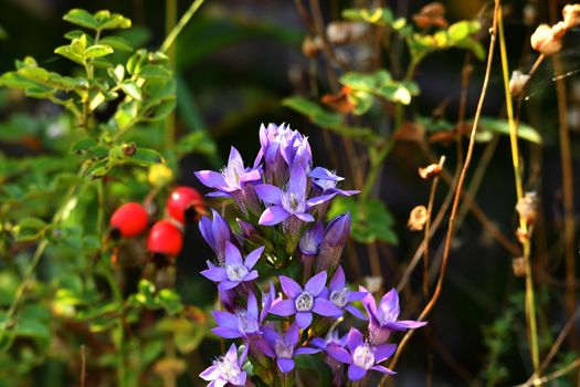 the marsh gentian on a meadow in Germany on the UNESCO biosphere reserve Schwaebische Alb near the village Reichenbach