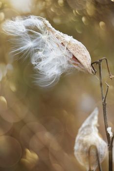 Milkweed pods opening with seeds  blowing in the wind
