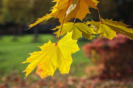 Maple yellow leaves in the autumn park. The season is autumn. Close-up.