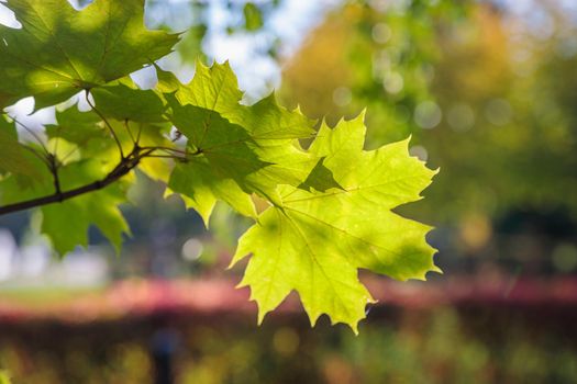 Maple green leaves in the autumn park. The season is autumn. Close-up.