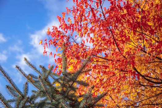 Maples with yellow-red leaves in the autumn park. The season is autumn.