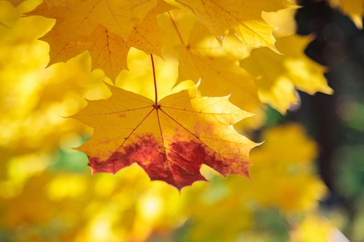 Maple yellow leaves in the autumn park. The season is autumn. Close-up.