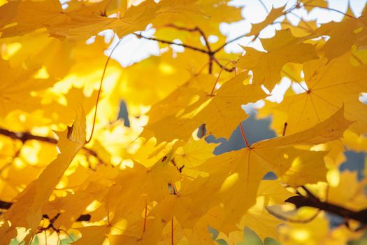 Maple yellow leaves in the autumn park. The season is autumn. Close-up.