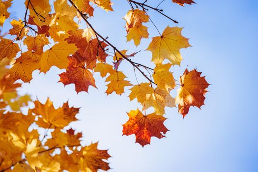 Maples with yellow-red leaves in the autumn park. The season is autumn.