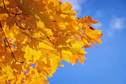 Maples with yellow leaves in the autumn park. The season is autumn.