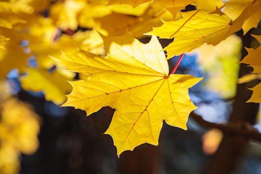 Maple yellow leaves in the autumn park. The season is autumn. Close-up.