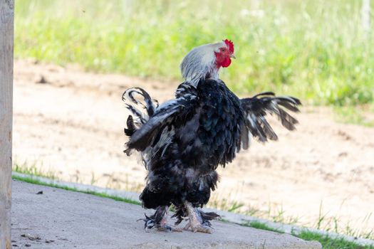 Rooster and hens on the farm walks and spread its wings. High quality photo