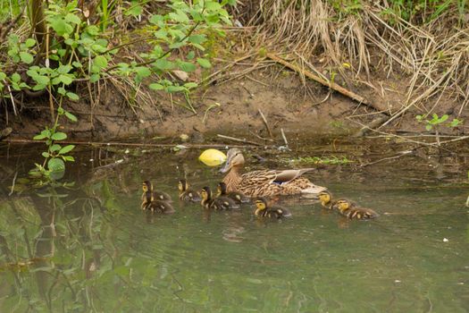 Duck in a pond wDuck in a pond with ducklings naturalistic photo of natureith ducklings naturalistic photo of nature. High quality photo