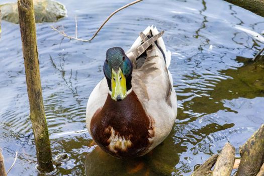 adult mallard duck drake in a water