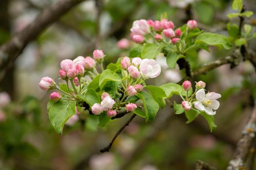 A close up of a flower. apple tree blossom High quality photo