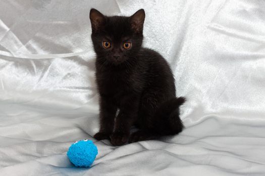 black bombay kitten cat with ball. High quality photo