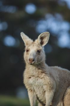 White kangaroo grazing with her joey, Australia . High quality photo