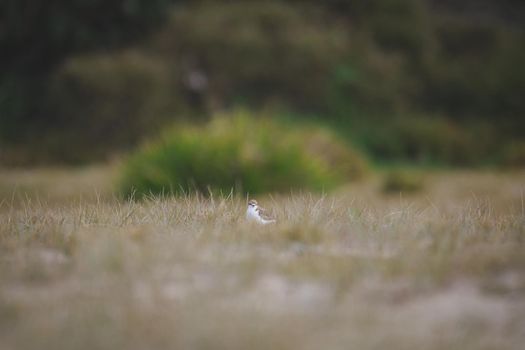 Red-capped plover ~ Charadrius ruficapillus ~ also known as the red-capped dotterel. High quality photo