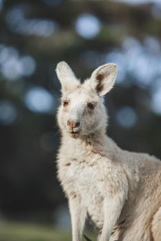 White kangaroo grazing with her joey, Australia . High quality photo