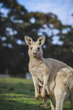 White kangaroo grazing with her joey, Australia . High quality photo