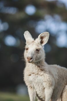 White kangaroo grazing with her joey, Australia . High quality photo