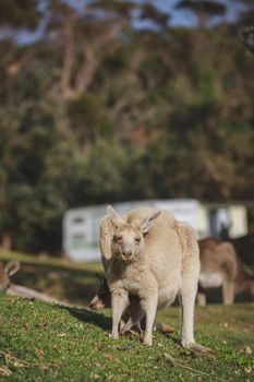 White kangaroo grazing with her joey, Australia . High quality photo