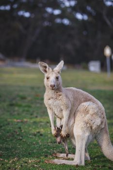 White kangaroo grazing with her joey, Australia . High quality photo