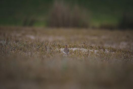 Red-capped plover ~ Charadrius ruficapillus ~ also known as the red-capped dotterel. High quality photo