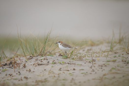 Red-capped plover ~ Charadrius ruficapillus ~ also known as the red-capped dotterel. High quality photo