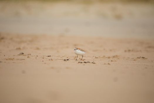 Red-capped plover ~ Charadrius ruficapillus ~ also known as the red-capped dotterel. High quality photo