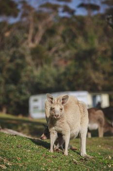 White kangaroo grazing with her joey, Australia . High quality photo