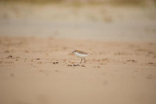 Red-capped plover ~ Charadrius ruficapillus ~ also known as the red-capped dotterel. High quality photo