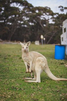 White kangaroo grazing with her joey, Australia . High quality photo