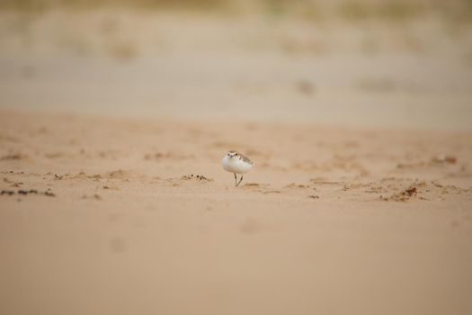 Red-capped plover ~ Charadrius ruficapillus ~ also known as the red-capped dotterel. High quality photo