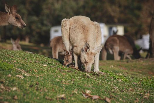 White kangaroo grazing with her joey, Australia . High quality photo