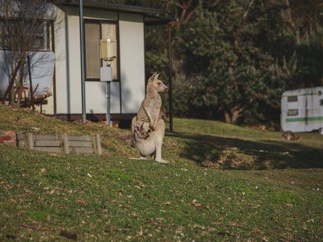 White kangaroo grazing with her joey, Australia . High quality photo