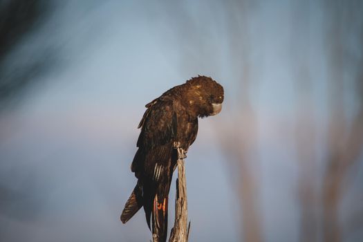 Glossy Black Cockatoo, Ulladulla, NSW, Australia. High quality photo