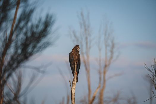 Glossy Black Cockatoo, Ulladulla, NSW, Australia. High quality photo