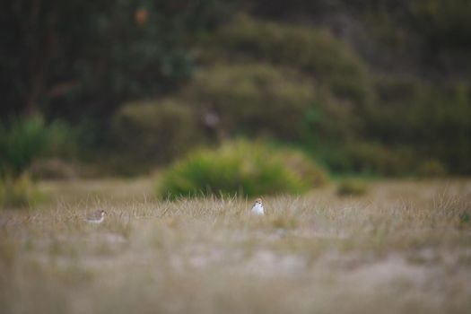 Red-capped plover ~ Charadrius ruficapillus ~ also known as the red-capped dotterel. High quality photo