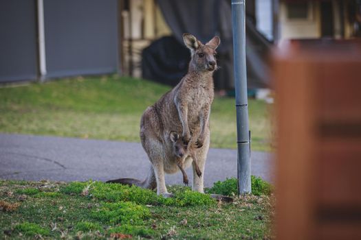 Female Eastern Grey Kangaroo with her Joey. High quality photo