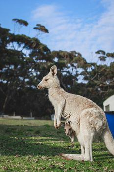 White kangaroo grazing with her joey, Australia . High quality photo