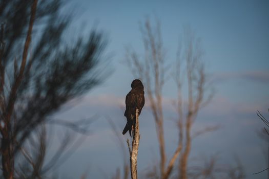 Glossy Black Cockatoo, Ulladulla, NSW, Australia. High quality photo