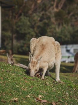 White kangaroo grazing with her joey, Australia . High quality photo