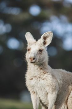 White kangaroo grazing with her joey, Australia . High quality photo