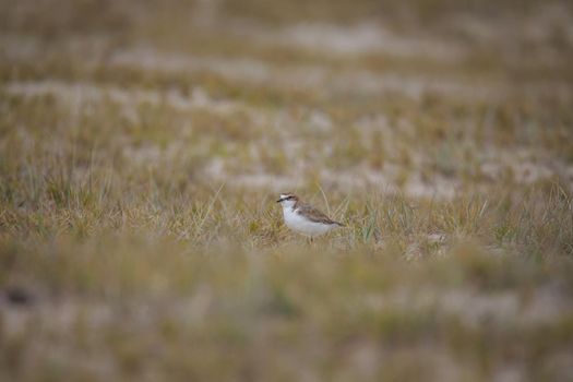 Red-capped plover ~ Charadrius ruficapillus ~ also known as the red-capped dotterel. High quality photo