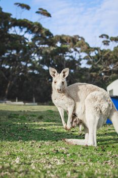 White kangaroo grazing with her joey, Australia . High quality photo