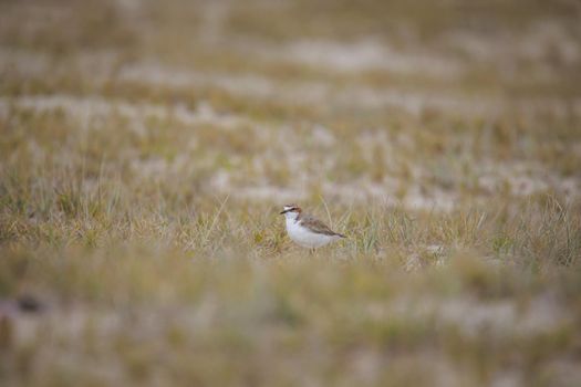 Red-capped plover ~ Charadrius ruficapillus ~ also known as the red-capped dotterel. High quality photo