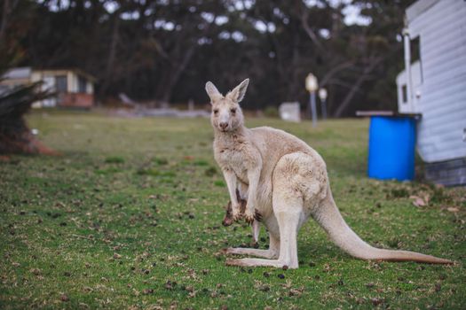 White kangaroo grazing with her joey, Australia . High quality photo