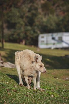 White kangaroo grazing with her joey, Australia . High quality photo