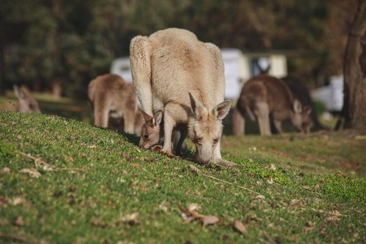 White kangaroo grazing with her joey, Australia . High quality photo