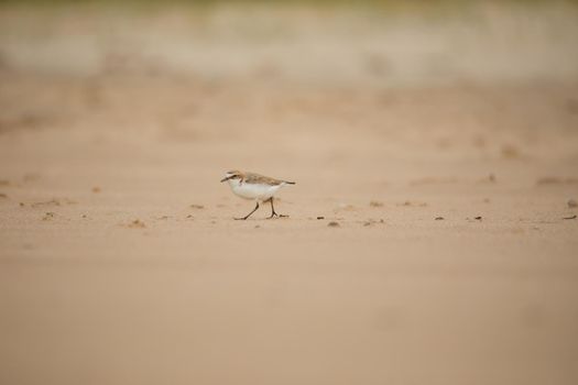 Red-capped plover ~ Charadrius ruficapillus ~ also known as the red-capped dotterel. High quality photo