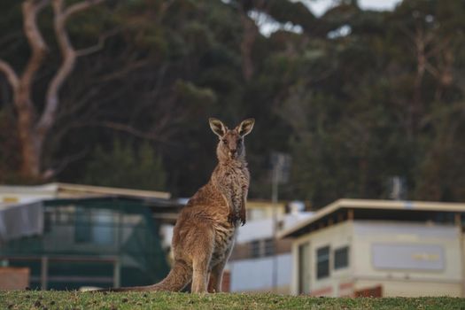 Female Eastern Grey Kangaroo with her Joey. High quality photo