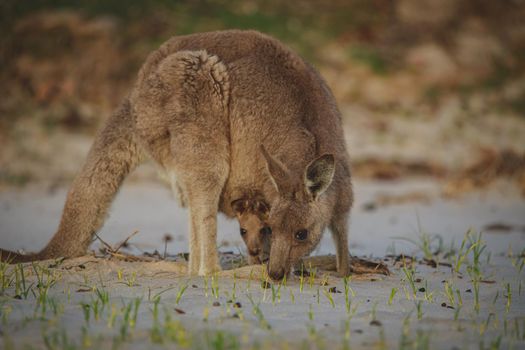 Female Eastern Grey Kangaroo with her Joey. High quality photo