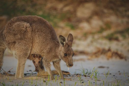 Female Eastern Grey Kangaroo with her Joey. High quality photo